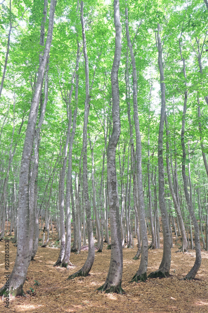 Obraz premium 美人林