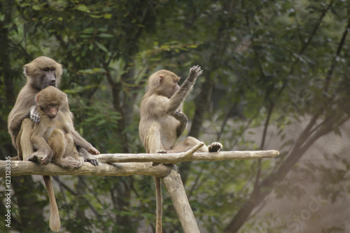 three baboons sitting on a limb