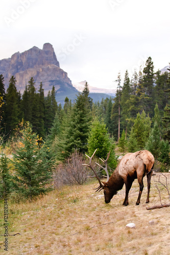 Wild Elk © BGSmith