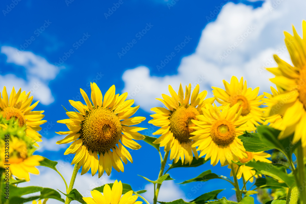 Field of blooming sunflowers on background blue sky and clouds Field of blooming sunflowers on background blue sky and clouds