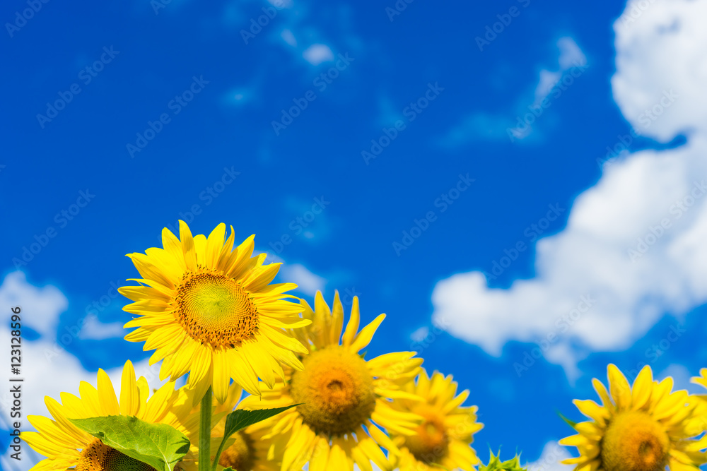 Field of blooming sunflowers on background blue sky and clouds Field of blooming sunflowers on background blue sky and clouds