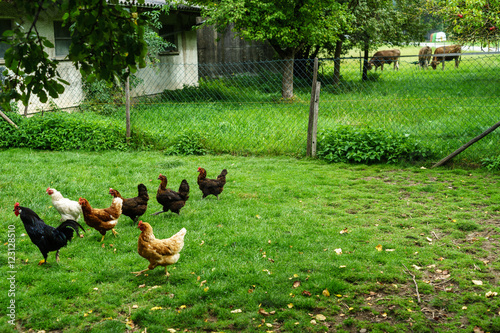 glückliche Hühner, Markt Rettenbach, Gottenau, Hühner auf Bauernhof, frei laufend