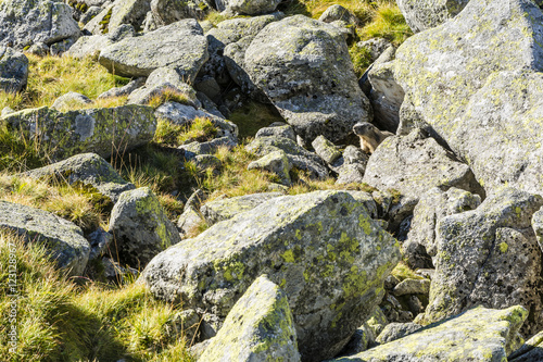 Marmot among boulders.