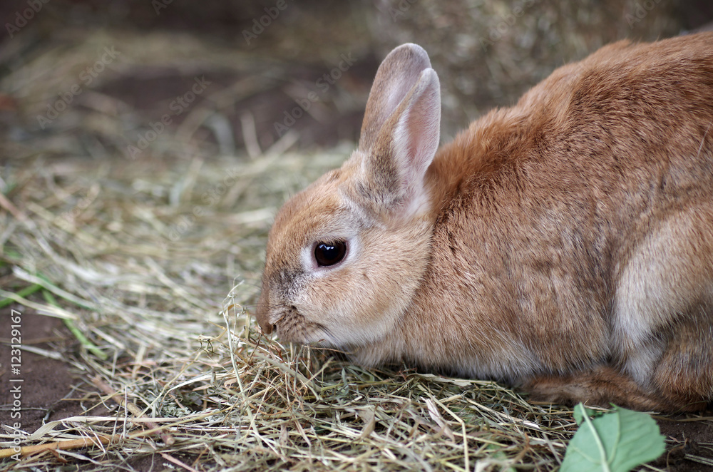 Fototapeta premium heu fressen