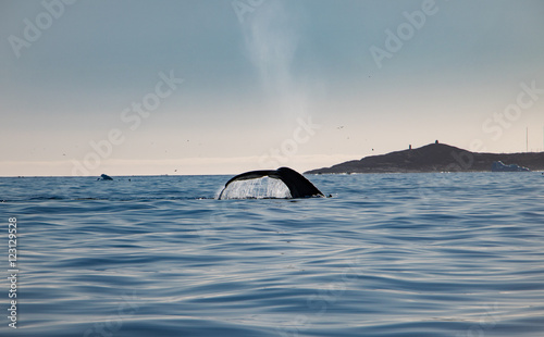 Flukes of an Humpback Whale in Greenland, Disko Island