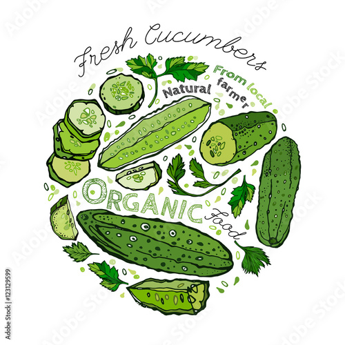 Hand Drawn Cucumber 02 A