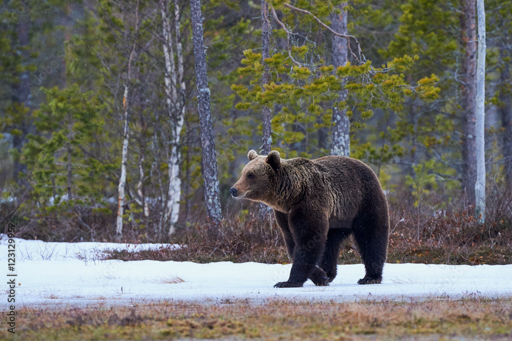 Fototapeta premium Brown bear in the taiga