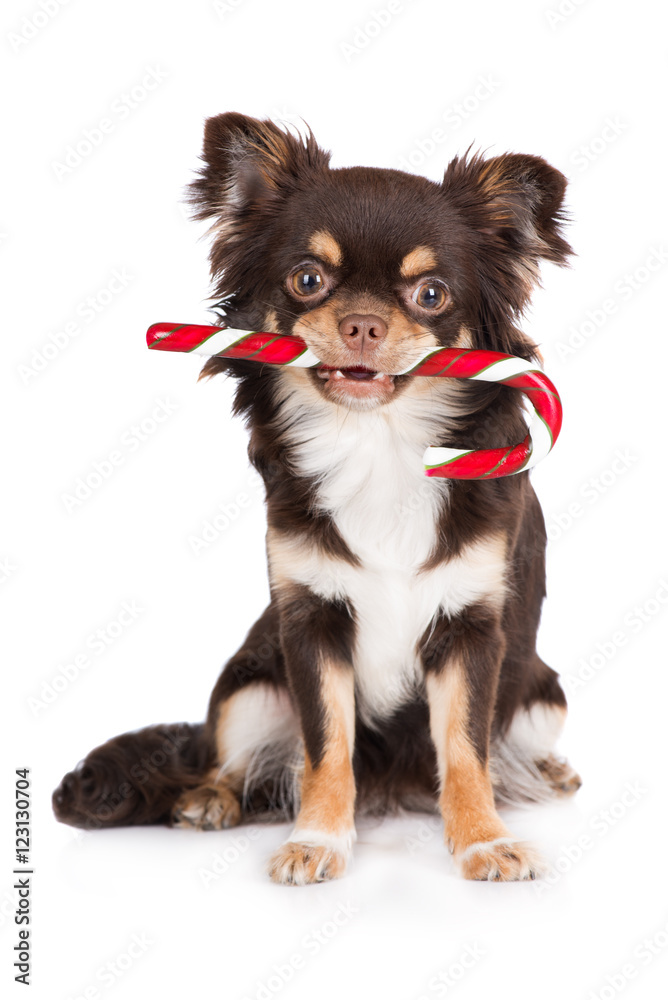 brown chihuahua dog holding a candy cane