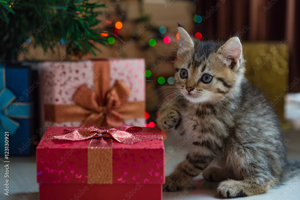 Cute kitten in christmas. Cute kitten in christmas.