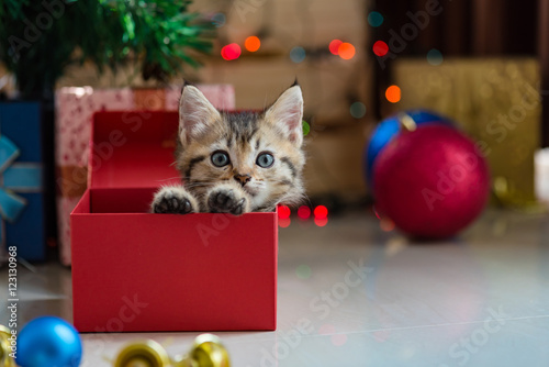 Cute kitten in christmas.