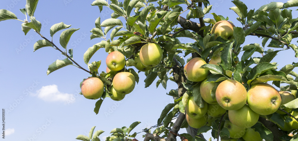 yellow apples grow on a branch yellow apples grow on a branch