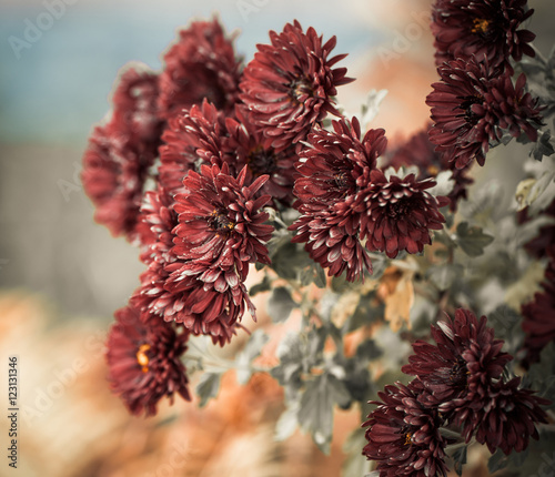 Fototapeta Naklejka Na Ścianę i Meble -  red fall garden flowers