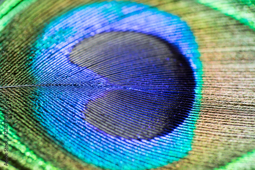 Texture of Peacock feather macro shot © jiradet_ponari