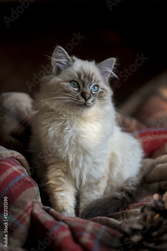 Seal Tabby Ragdoll Kitten