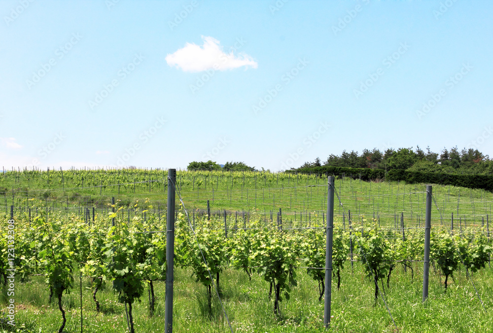 Obraz premium ぶどう畑