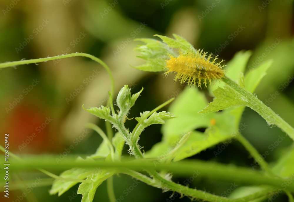 Fototapeta premium Insect