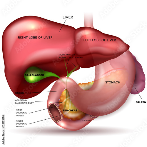 Liver, stomach, pancreas, gallbladder and spleen detailed anatom photo