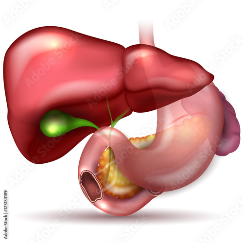 Liver, stomach, pancreas, gallbladder and spleen detailed anatom photo