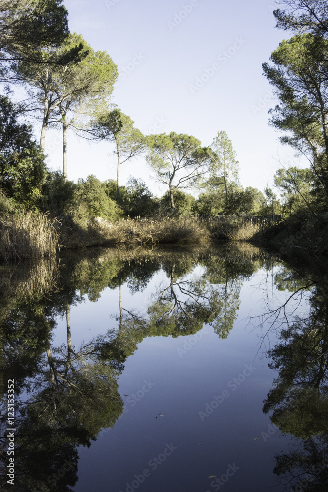 Obraz premium arboles reflejados