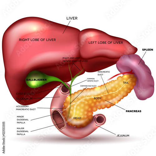 Liver, pancreas, gallbladder and spleen detailed drawing on a white background with description