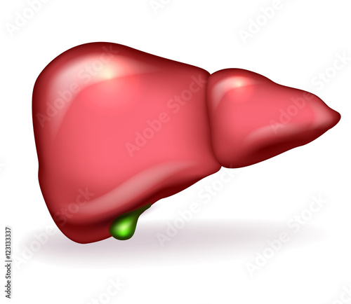 Liver and gallbladder detailed anatomy illustration on white background