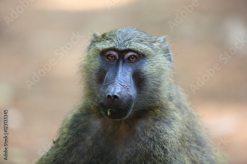 Olive baboon or Anubis baboon (Papio anubis) in Kibale national Park,Uganda