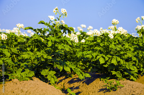 Wallpaper Mural Potato field on a sunny summer day Torontodigital.ca