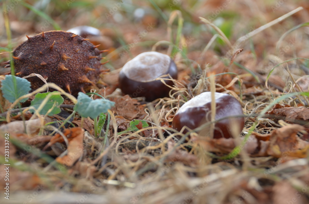 Herbst Kastanie Herbst Kastanie