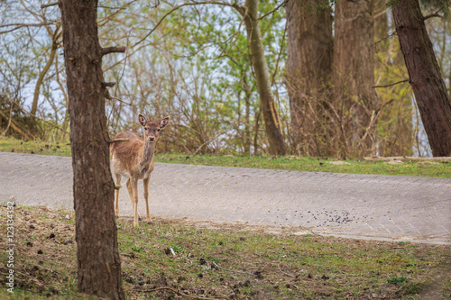 Reh im Wildgehege