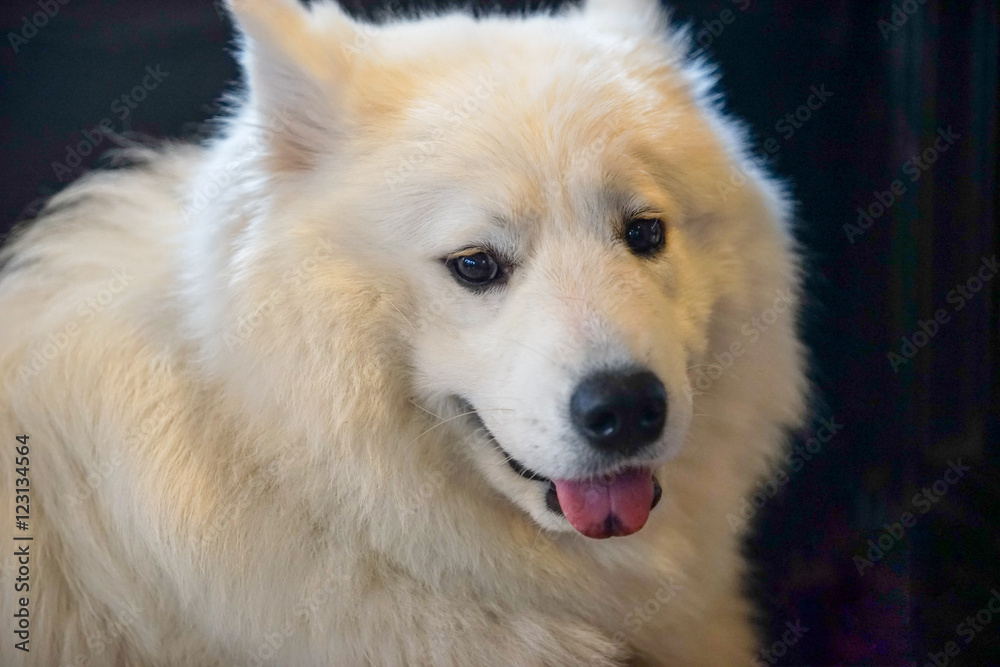 white dog in the dark white dog in the dark