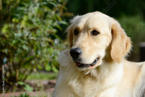 Dog golden retriever lying and looking