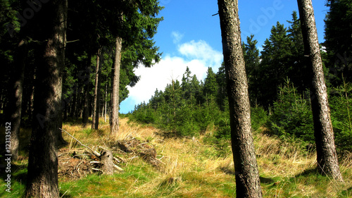 The forest of Krkonose in Czech republic