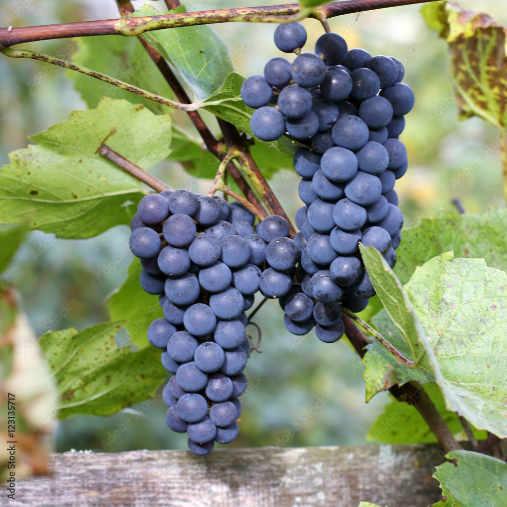 harvest of sweet autumn berries/ background with a bunch of grapes on the vine ripening harvest of sweet autumn berries/ background with a bunch of grapes on the vine ripening
