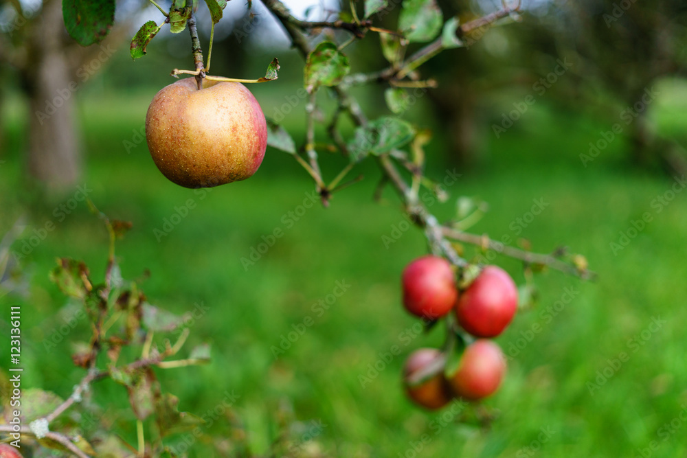 Obstwiese, Streuobstwiese bei Hörbolz im Hinterland des Bodense Obstwiese, Streuobstwiese bei Hörbolz im Hinterland des Bodense