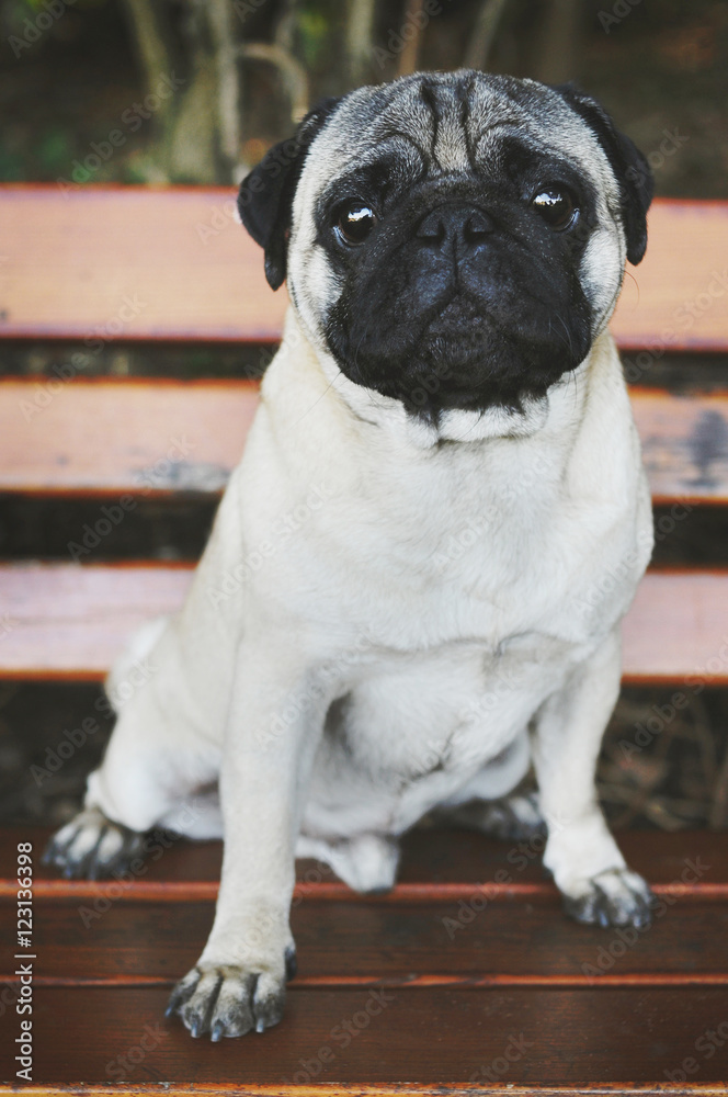 Pug sittting on the bench