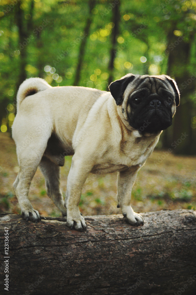 Pug standing on wood Pug standing on wood
