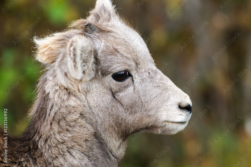 Obraz premium Big Horned Sheep Kid