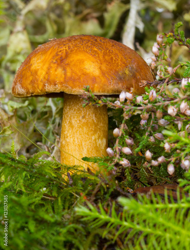 На фото изображен желтый съедобный гриб, растущий в лесу