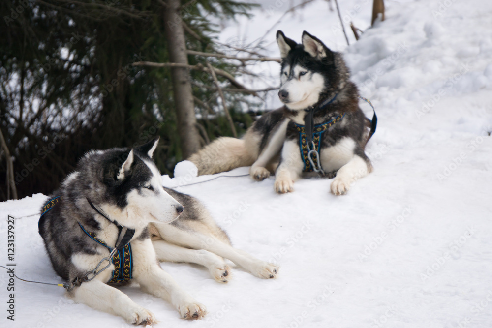 two dogs Husky sitting on a snow ready for dogsled run two dogs Husky sitting on a snow ready for dogsled run