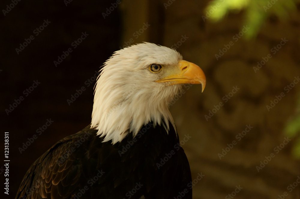 Bald eagle profile (Haliaeetus leucocephalus) Bald eagle profile (Haliaeetus leucocephalus)