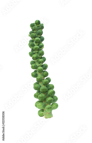 Stalk of Brussel sprouts, isolated