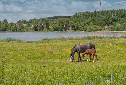 black horse and brown foal on green pasture meadow with green grass near lake bank and forest