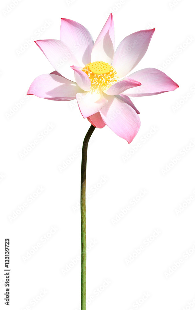Pink lotus isolated on white background Pink lotus isolated on white background