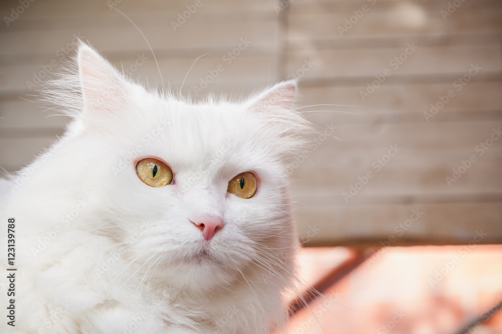 Close-up portrait of white fluffy cat