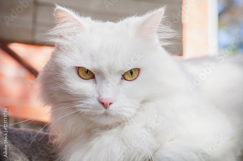 Close-up portrait of white fluffy cat