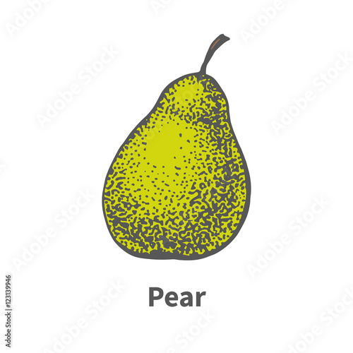 Vector hand-drawn single ripe juicy green pear