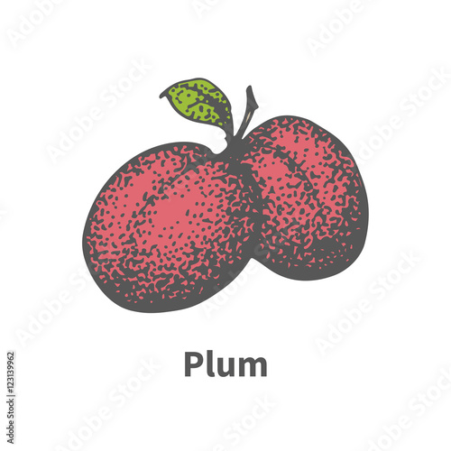 Vector hand-drawn two juicy ripe red plum