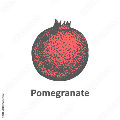 Vector hand-drawn single juicy ripe pomegranate