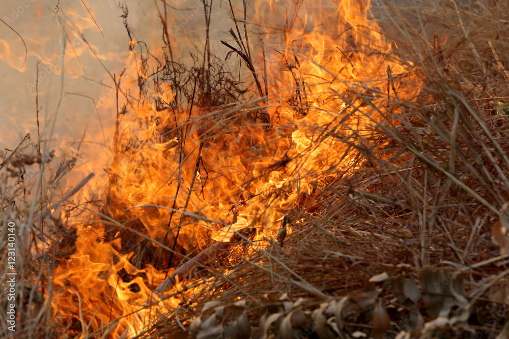 Summer wildfires burning in the Forest at rural area of Khon Kae