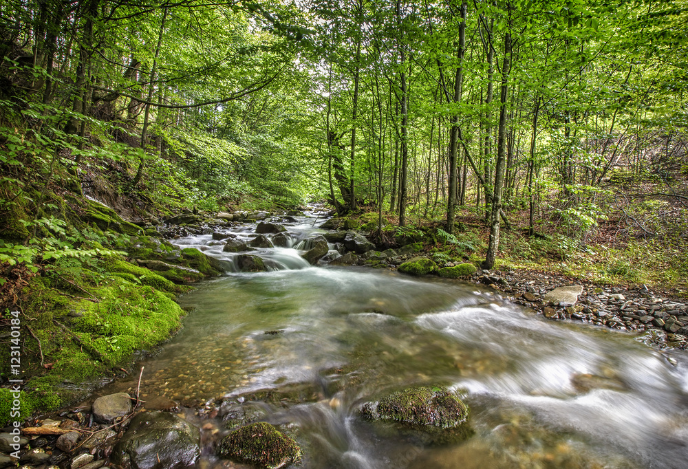 beautiful long exposure view of small river in green forest